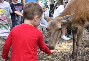 Ein Kind füttert eine Hirschkuh. Weitere Kinder sehen dabei zu.